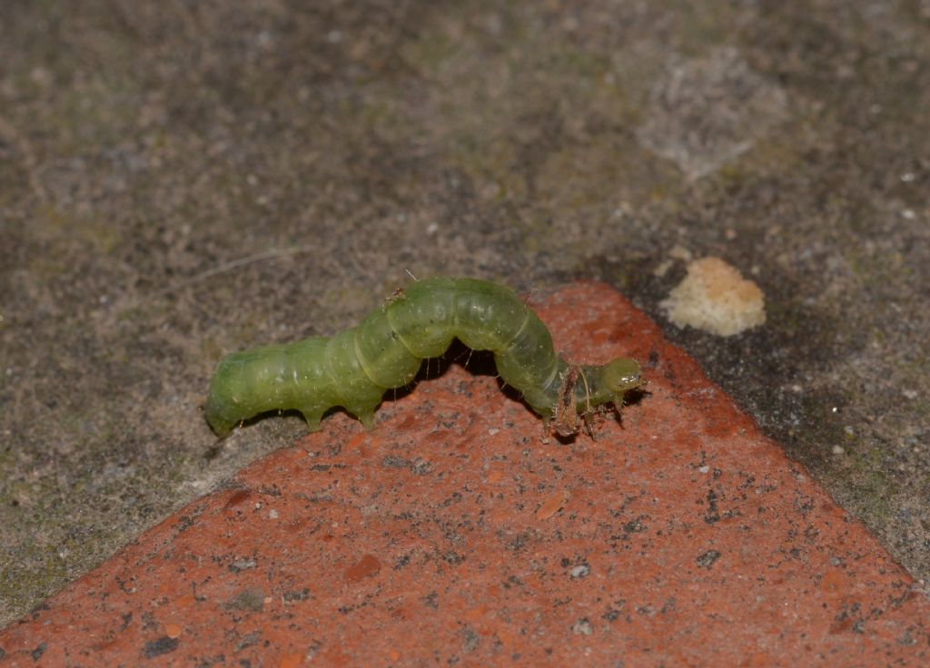 Bruchi di...  Chrysodeixis chalcites (cfr.) - Noctuidae